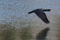 Phalacrocorax carbo