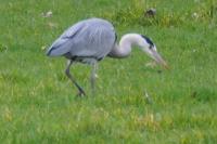 Ardea cinerea