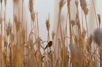 Emberiza schoeniclus