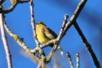 Emberiza citrinella