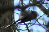 Aegithalos caudatus