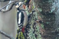 Dendrocopos major