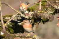 Fringilla montifringilla