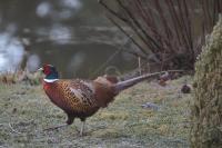 Phasianus colchicus