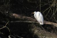Ardea alba