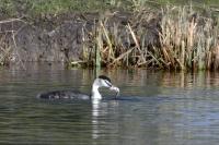 Podiceps cristatus