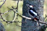 Dendrocopos major