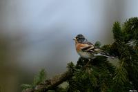 Fringilla montifringilla