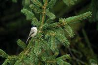 Poecile palustris