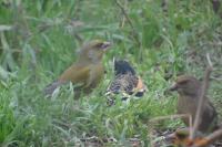 Chloris chloris