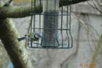 Cyanistes caeruleus
