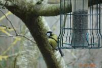 Parus major
