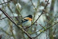 Fringilla montifringilla