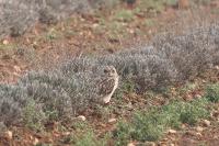 Asio flammeus