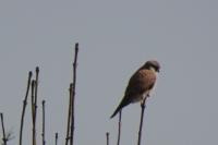 Falco tinnunculus
