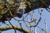Sitta europaea