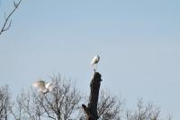 Ardea alba