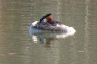 Podiceps cristatus