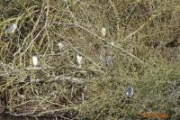 Nycticorax nycticorax