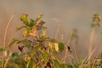 Saxicola rubetra