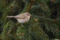 Phylloscopus collybita