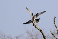 Elanus caeruleus