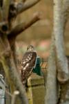 Accipiter nisus