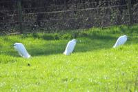 Egretta garzetta