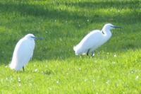 Egretta garzetta