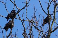 Corvus monedula