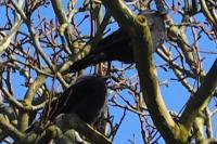 Corvus monedula
