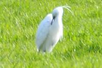 Egretta garzetta