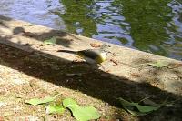 Motacilla cinerea