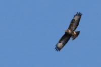 Buteo buteo