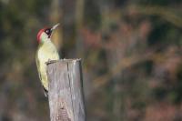 Picus viridis