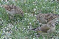 Passer domesticus