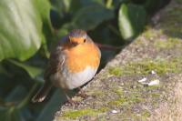 Erithacus rubecula