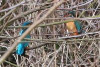 Alcedo atthis