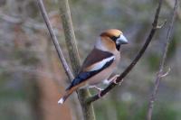 Coccothraustes coccothraustes