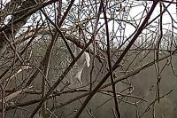 Bubulcus ibis
