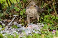 Accipiter nisus