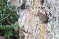 Troglodytes troglodytes