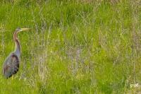 Ardea purpurea