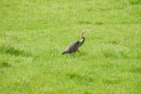 Ardea purpurea
