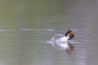 Podiceps cristatus