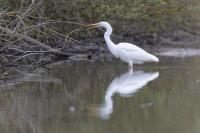 Ardea alba