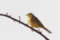 Emberiza citrinella