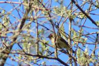 Phylloscopus collybita