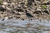 Calidris pugnax