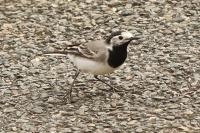 Motacilla alba